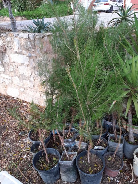 Pinheiros com 2 metro de alturaConceição e Estoi
https://maps.app.