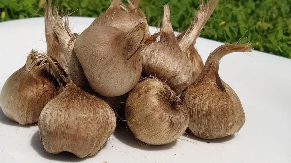 Шафран цибулини (насіння) Crocus Sativus