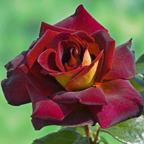 Roseira que dá ROSAS de CORAÇÂO AMARELO, flores grandes