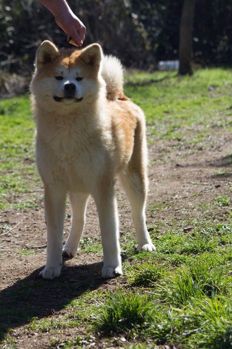 Akita inu japonês c/lop
