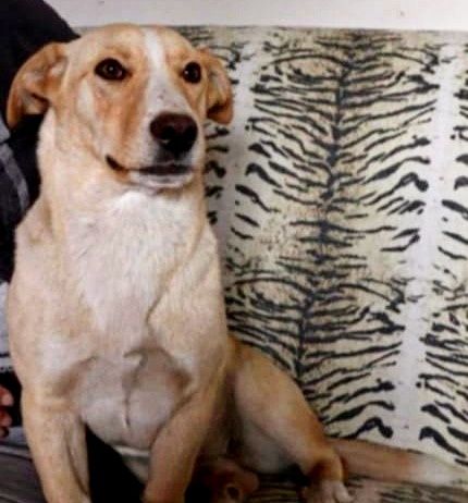 Roczna, piękna, biszkoptowa sunia do adopcji