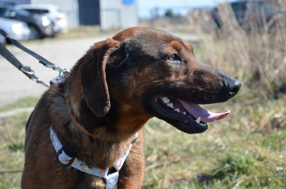 Carlos - udawany posokowiec, prawdziwy przyjaciel szuka domu