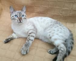 Бенгальская кошка