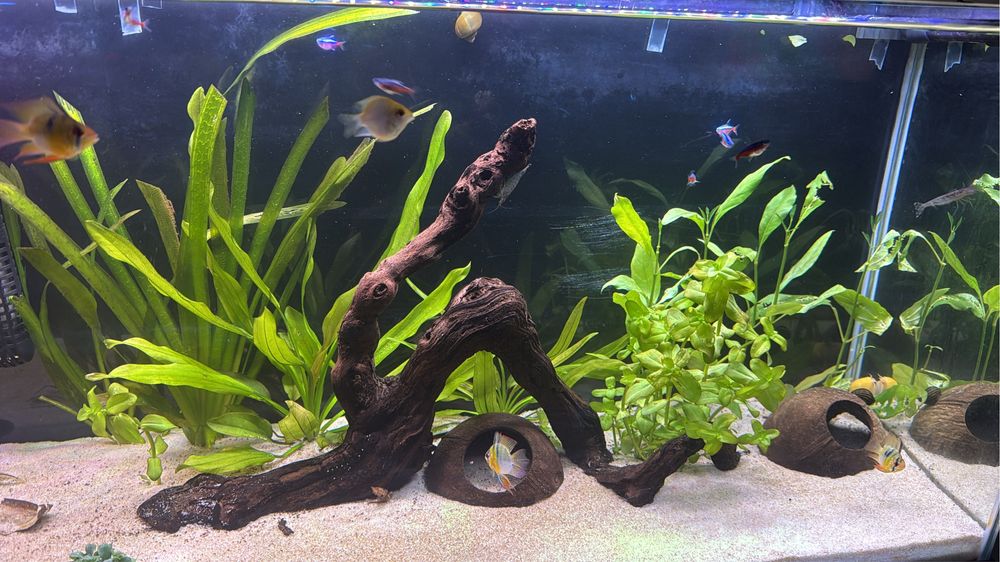 Aquario Aquatlantis completo (70Cx40Ax30L)