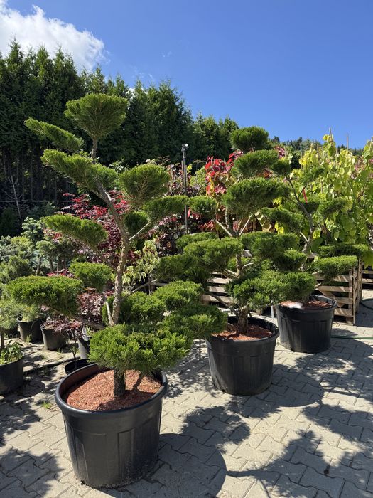 Bonsai , jałowiec mint julep, sosna, krzewy ozdobne