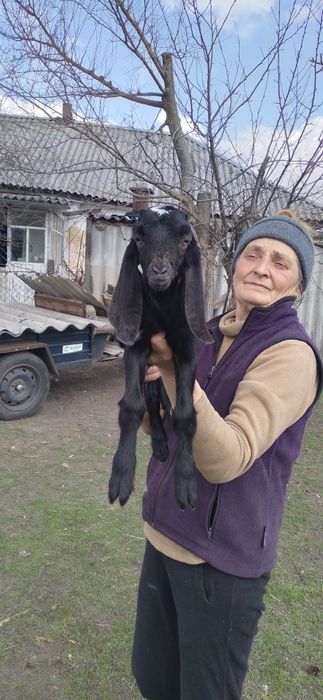 Продам козенят коморі нубійської породи