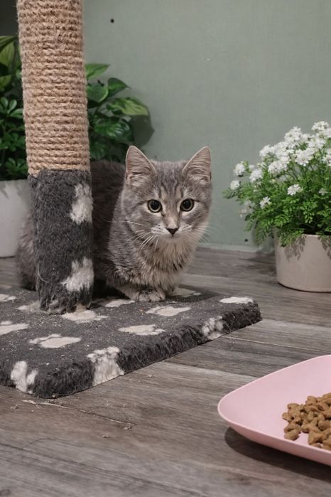 Красивый котенок , как из рекламы вискас бесплатно