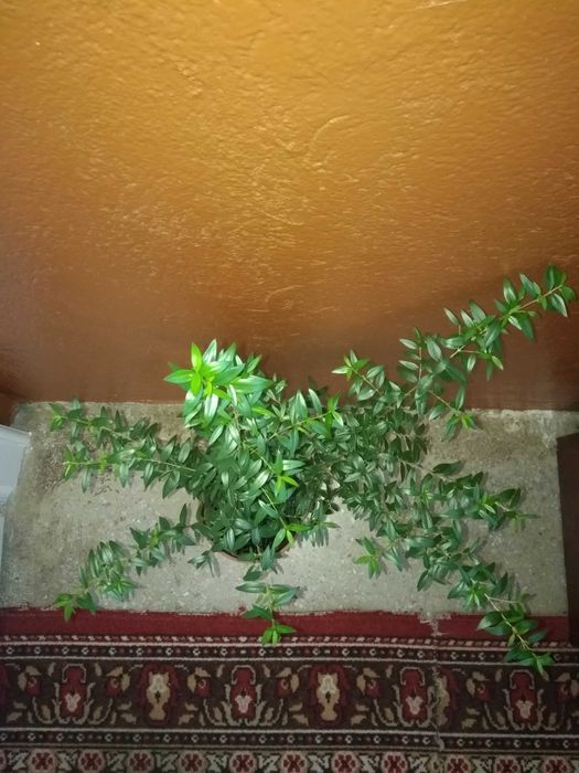 Кімнатні рослини