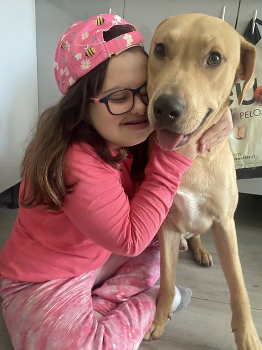 mestico amstaff ( PP )