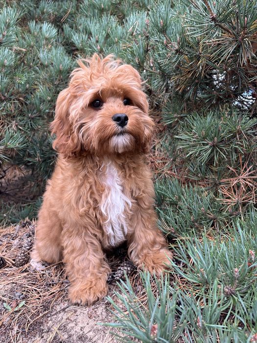 Кавапу (Cavapoo) хлопчик