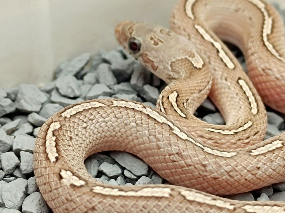 Wąż zbożowy / Granit low/medium white Pied Sided Tessera Motley?