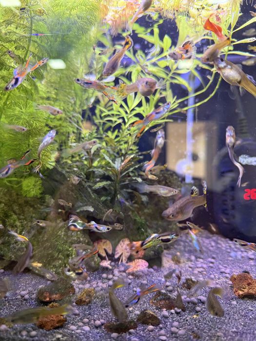 Mix Guppies - adultos, jovens e alevinos