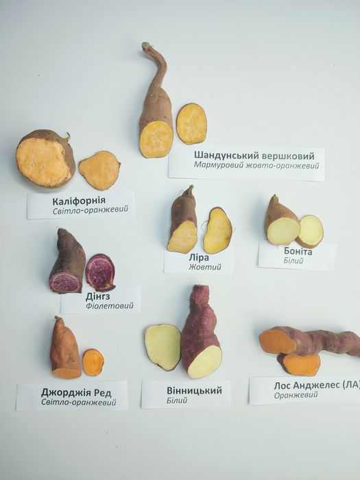 Маточні клубні батату, органічний батат на посадку