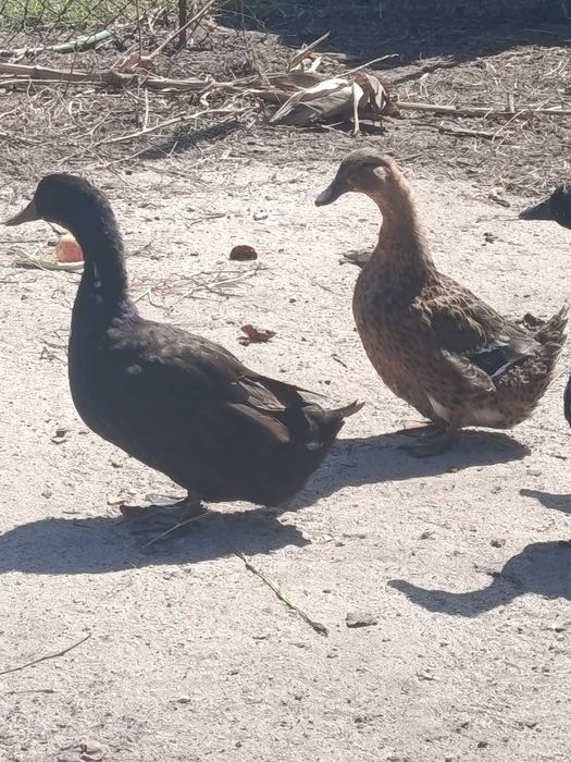 Casal de Patos cayugas