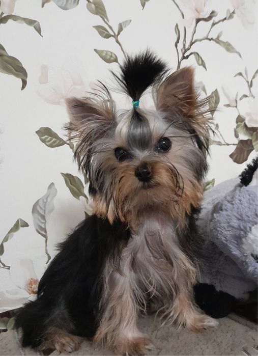 Йоркшерский терьер щенки, мальчишки