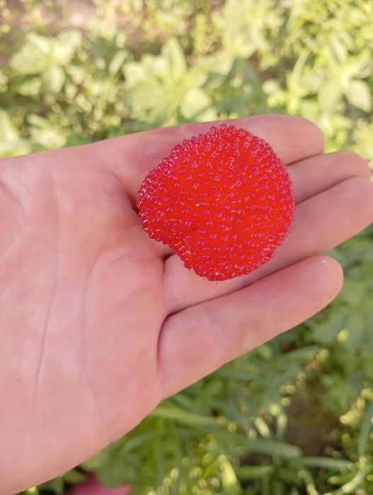 Саджанці тібецької малини мяо мяо