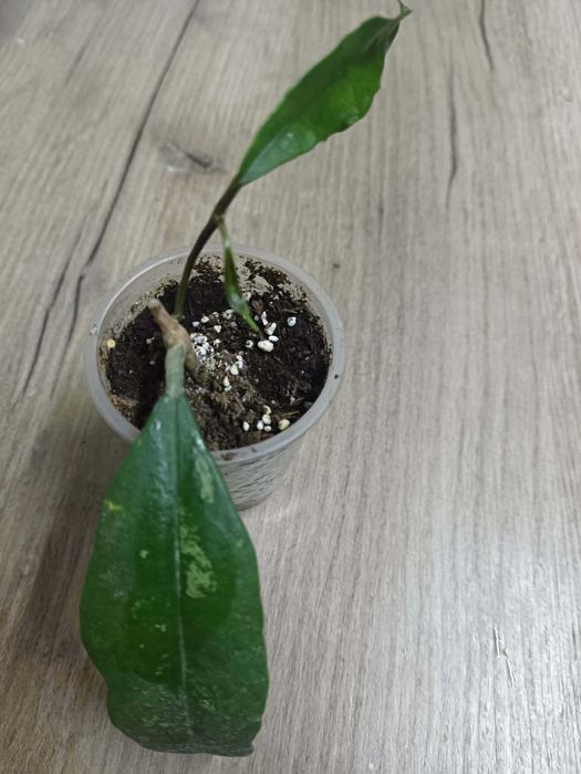 Хойя Hoya Telosmoides