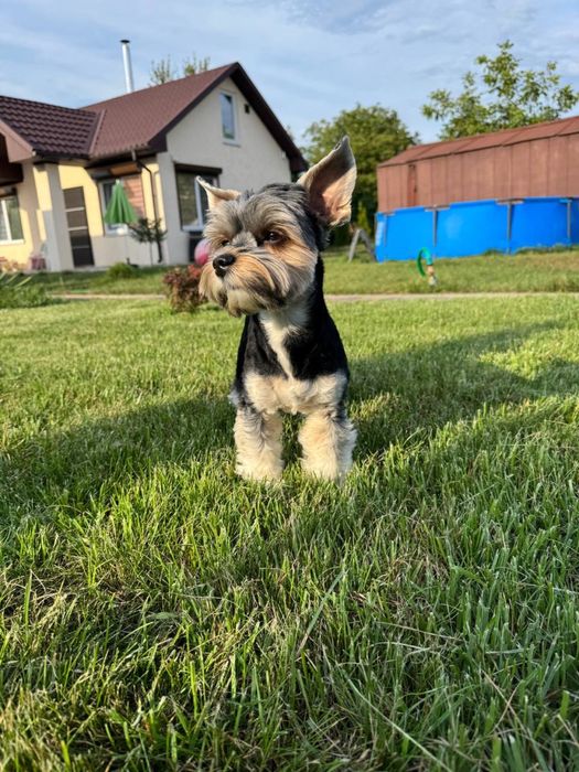 Вʼязка Бівер-йорк