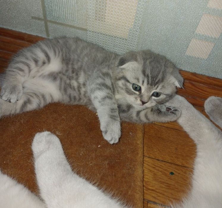 Шотландські котята