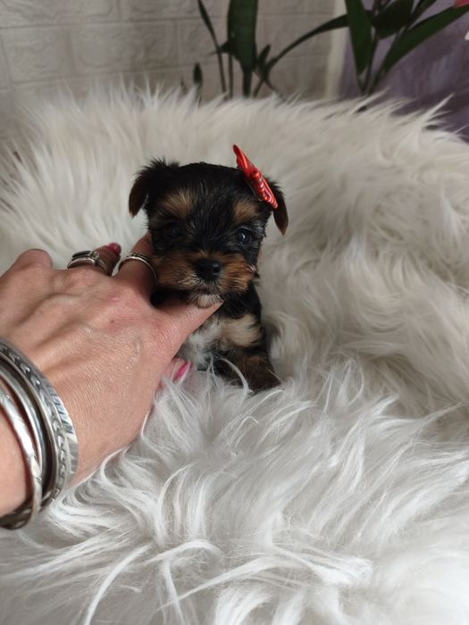 Yorkshire terrier śliczna księżniczka