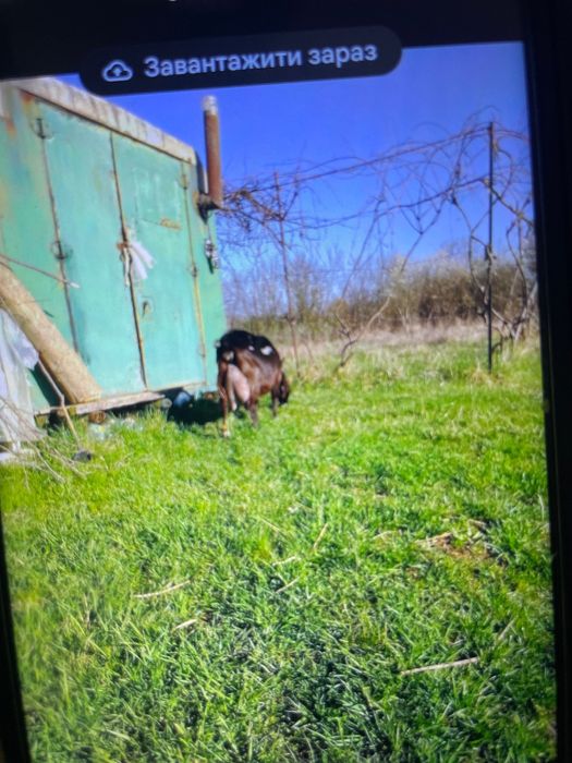 Кізочка Міла в добрі руки