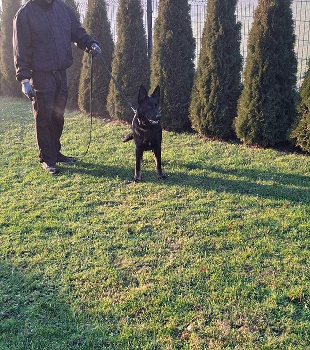 Owczarkek niemiecki użytkowy FCI