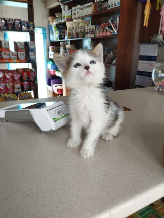 Котенок ищет дом