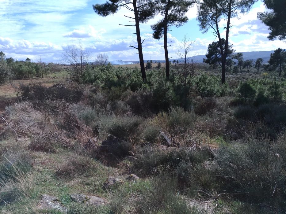 Terreno sito ao Pequito