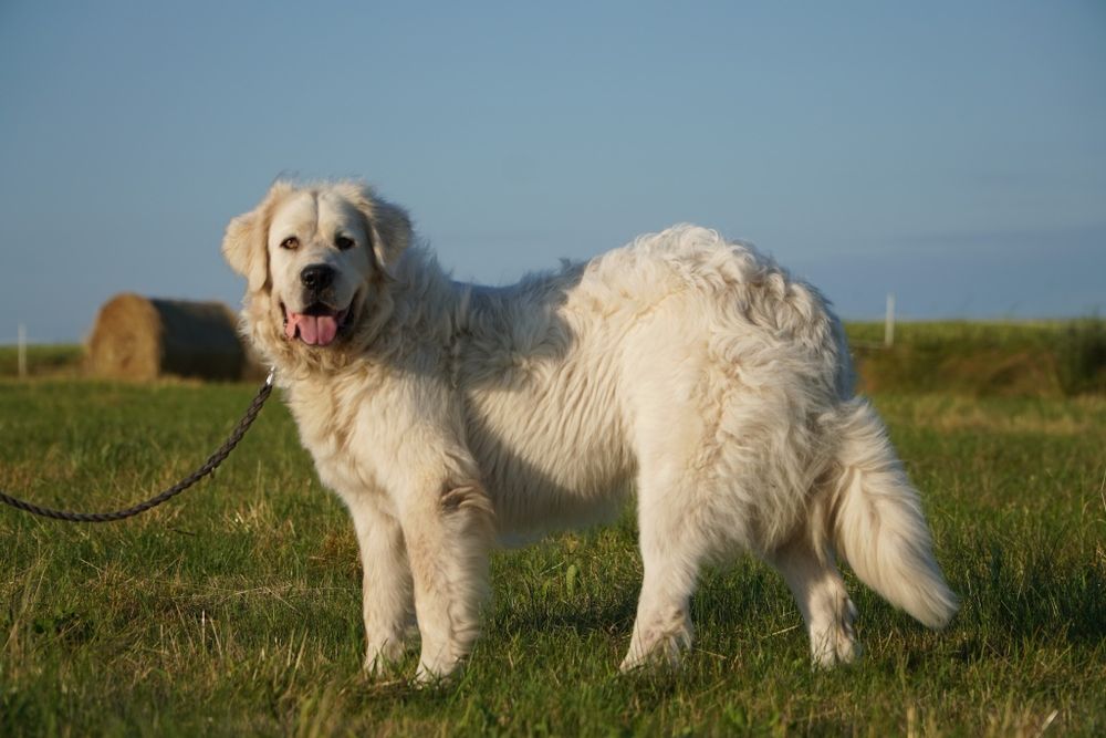 Achu_ w typie podhalana.