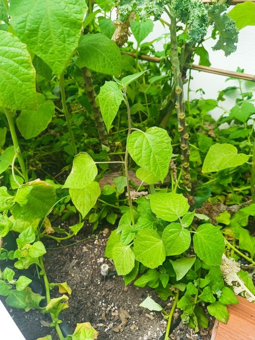 Physalis / fisalis