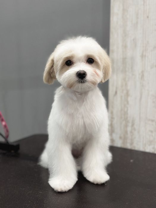 Стрижка собак та котів. Грумінг студія в Ірпені «Groom Bar»