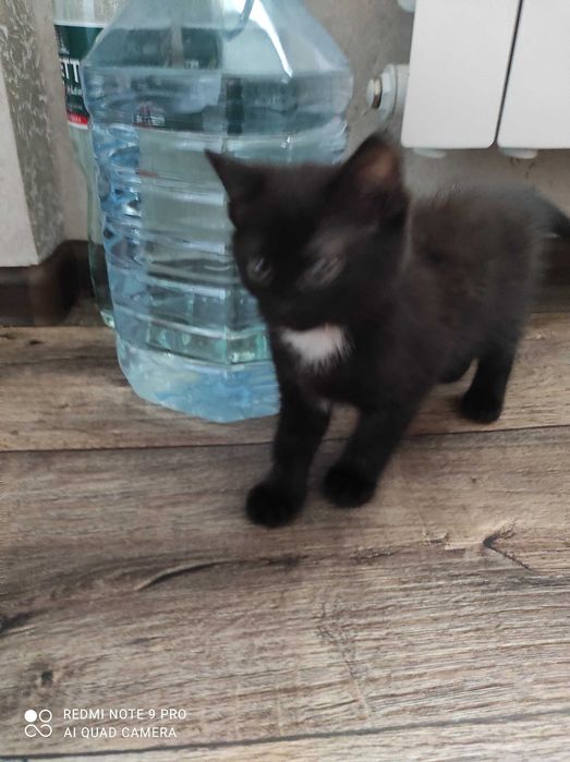 Котята мальчик и девочка