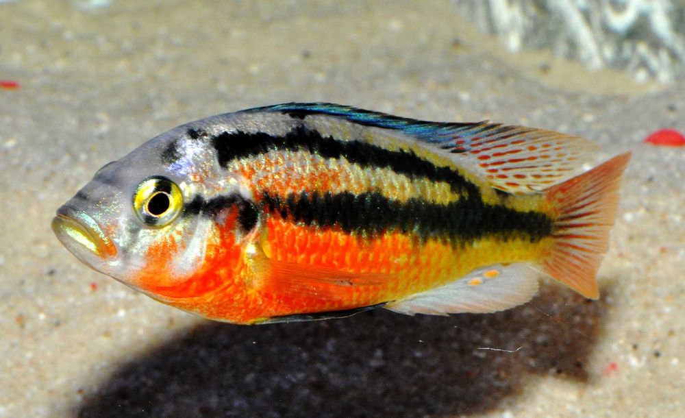 Haplochromis Rock Kribensis - dowozimy, wysyłamy