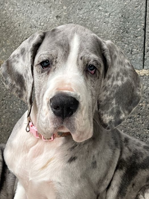 Dogue alemao merle com Lop