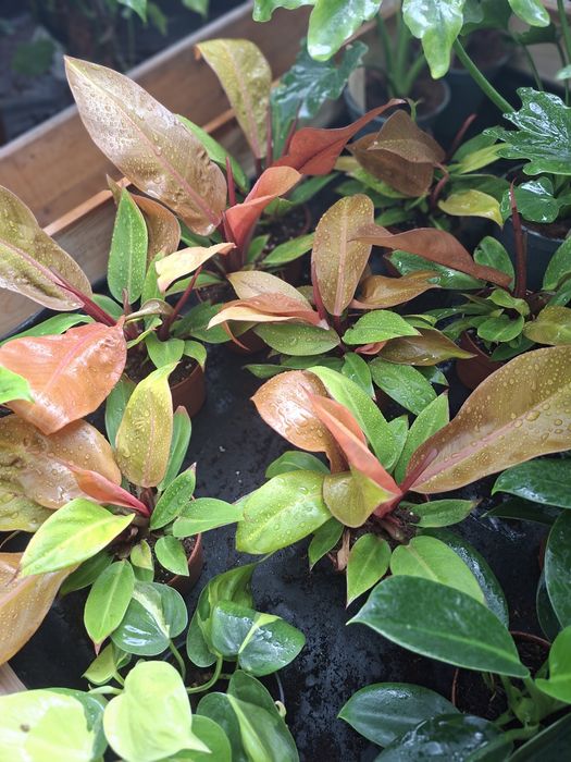Philodendron ‘Prince of Orange’ Filodendron, WYSYŁKA