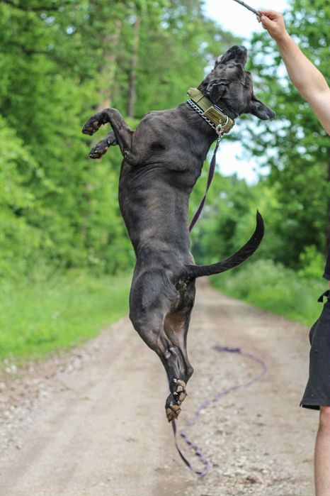 Diego - cudowny pies do adopcji mix labrador/pitbull