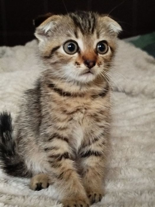 Продам висловухих кошенят