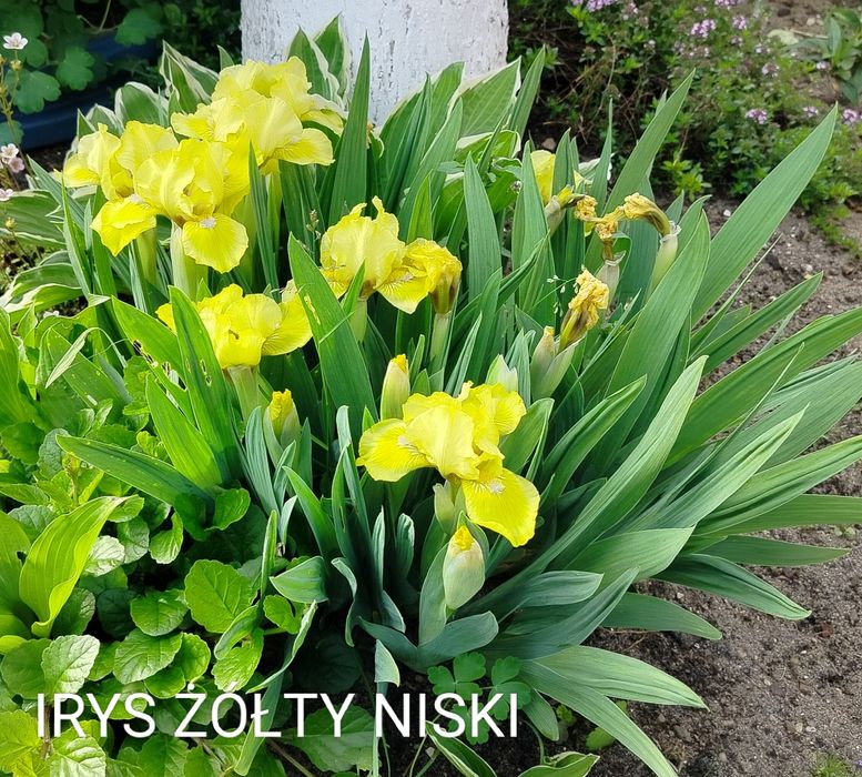 Wieloletnie sadzonki kwiatów zimujących