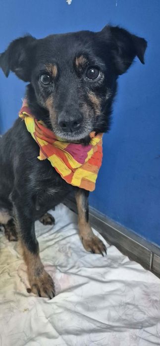 Mała, łagodna suczka szuka dobrego domu