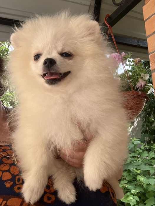 Дівчинка помераночка КСУ Киів