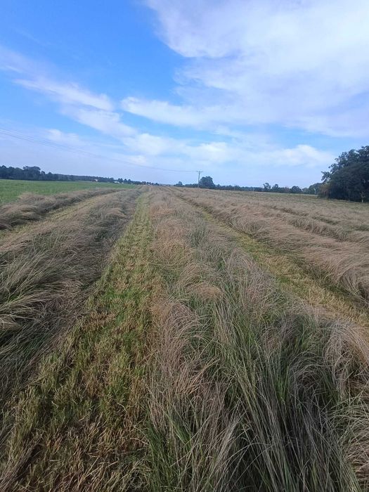 Sprzedam siano ściółkowe