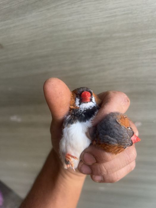 Mandarins gigantes varias cores