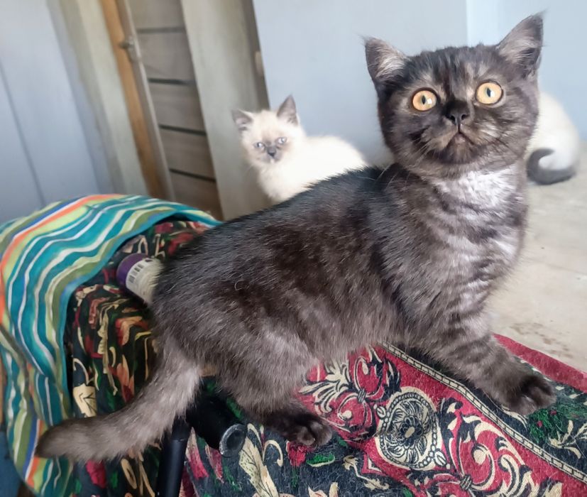 Скоттіш страйт дівчинка ns 24 .WCF . документи