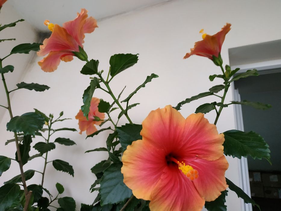 Гибискус rosa-sinensis 'Hawaiian Sunset'