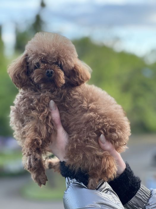 ТойПудель-тікап-шукає наречену