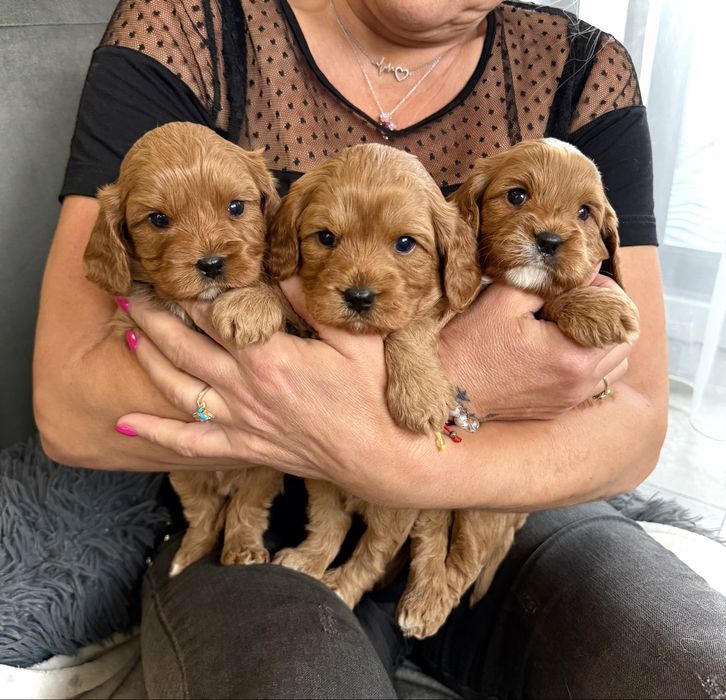 Cavapoo - chlopiec - cavalier & pudel
