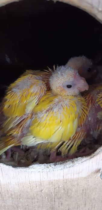 Lóris, Caturras , kakarikis entre outros ler anúncio completo