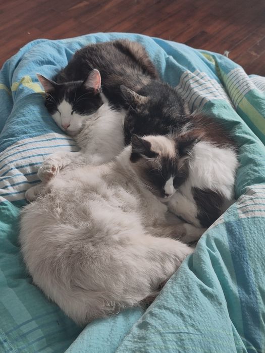 Gattos 1 anos, castrado