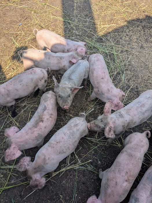 Продам місячних поросят