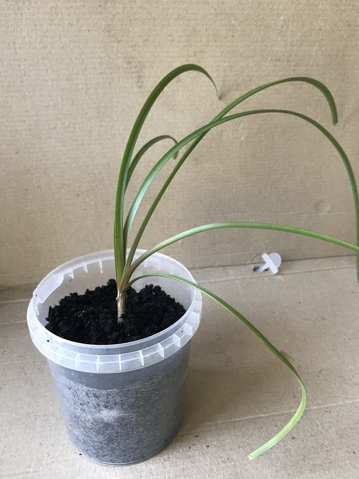 Цветы разные комнатные, все по 20 грн